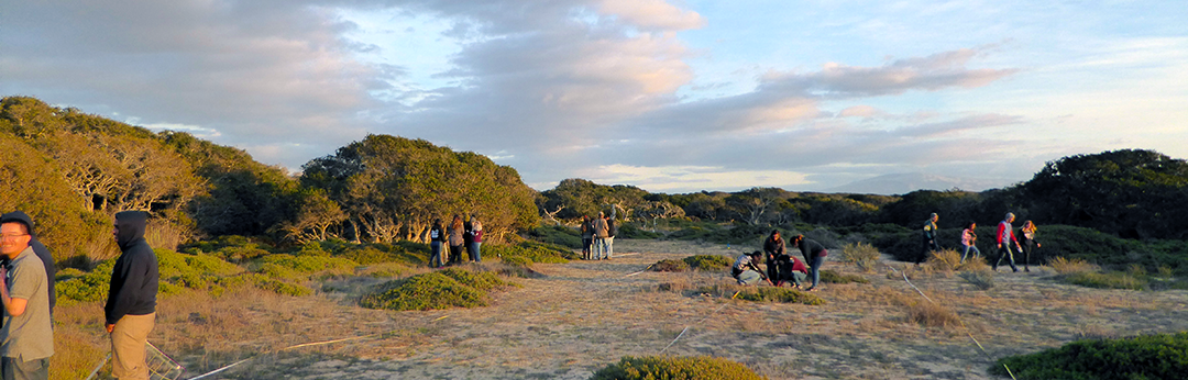 Students from Hartnell College botany class measure species richness in the chaparral at UCSC Fort Ord Natural Reserve
