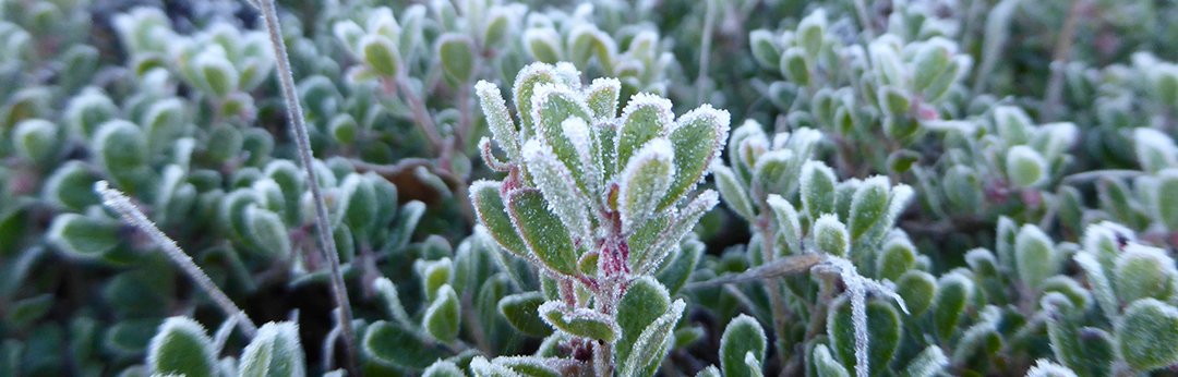 Frost on Arctostaphylos pumila November 2016