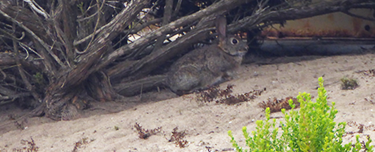 A brush rabbit takes refuge under coyote brush. 
