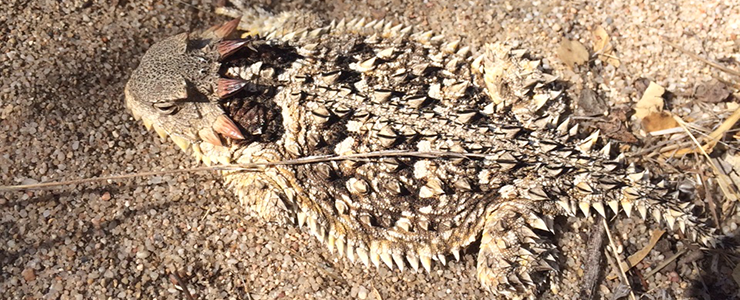 Coast Horned Lizards live among the maritime chaparral at Fort Ord Natural Reserve