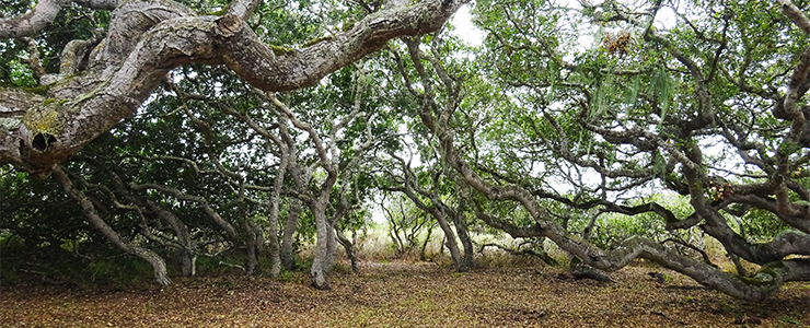 Live oak branches are twisted and curved above the campsite at Fort Ord Natural Reserve.