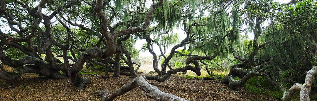 Campsite at Fort Ord Natural Reserve